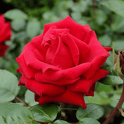 Rosa 'Ingrid Bergman' pot grown rose.
