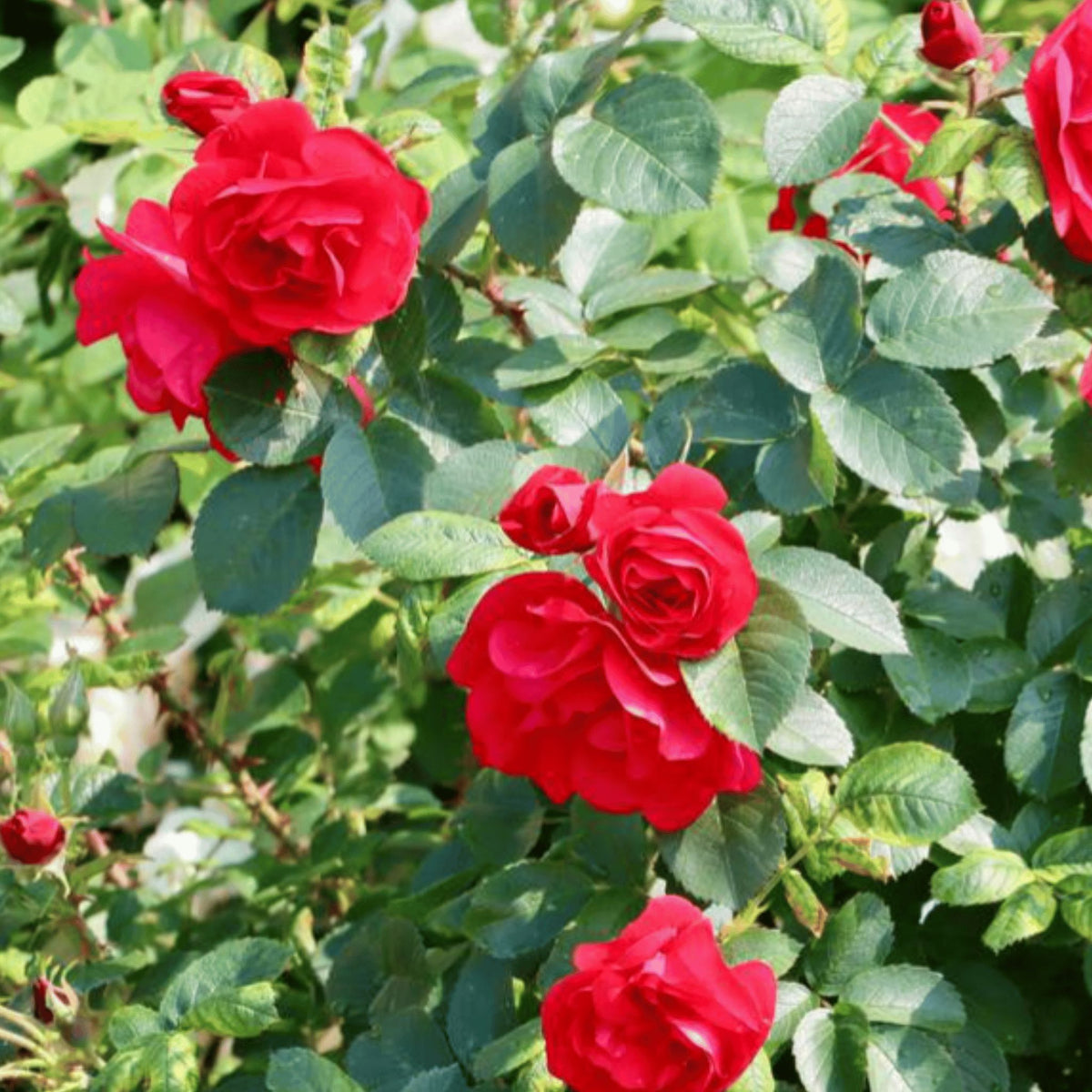 Rosa ‘Ingrid Bergman’ hybrid tea rose pot grown plant.