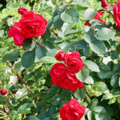 Rosa ‘Ingrid Bergman’ hybrid tea rose pot grown plant.