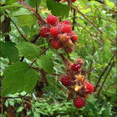 Pot Grown Japanese Wineberry Self Fertile Sweet