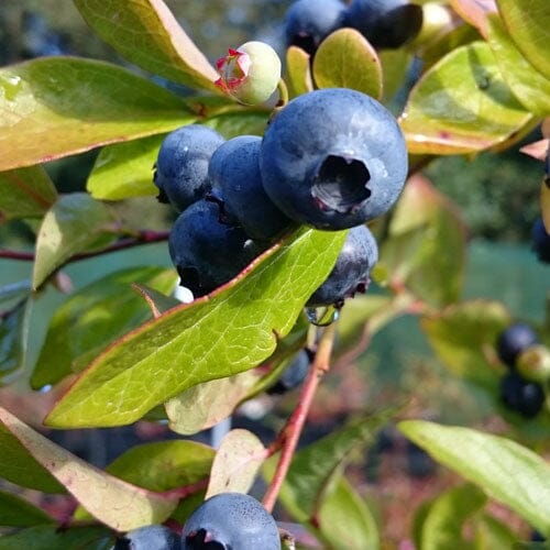 Vaccinium corymbosum 'Jersey' (Blueberry) 60/90cm pot grown plant.