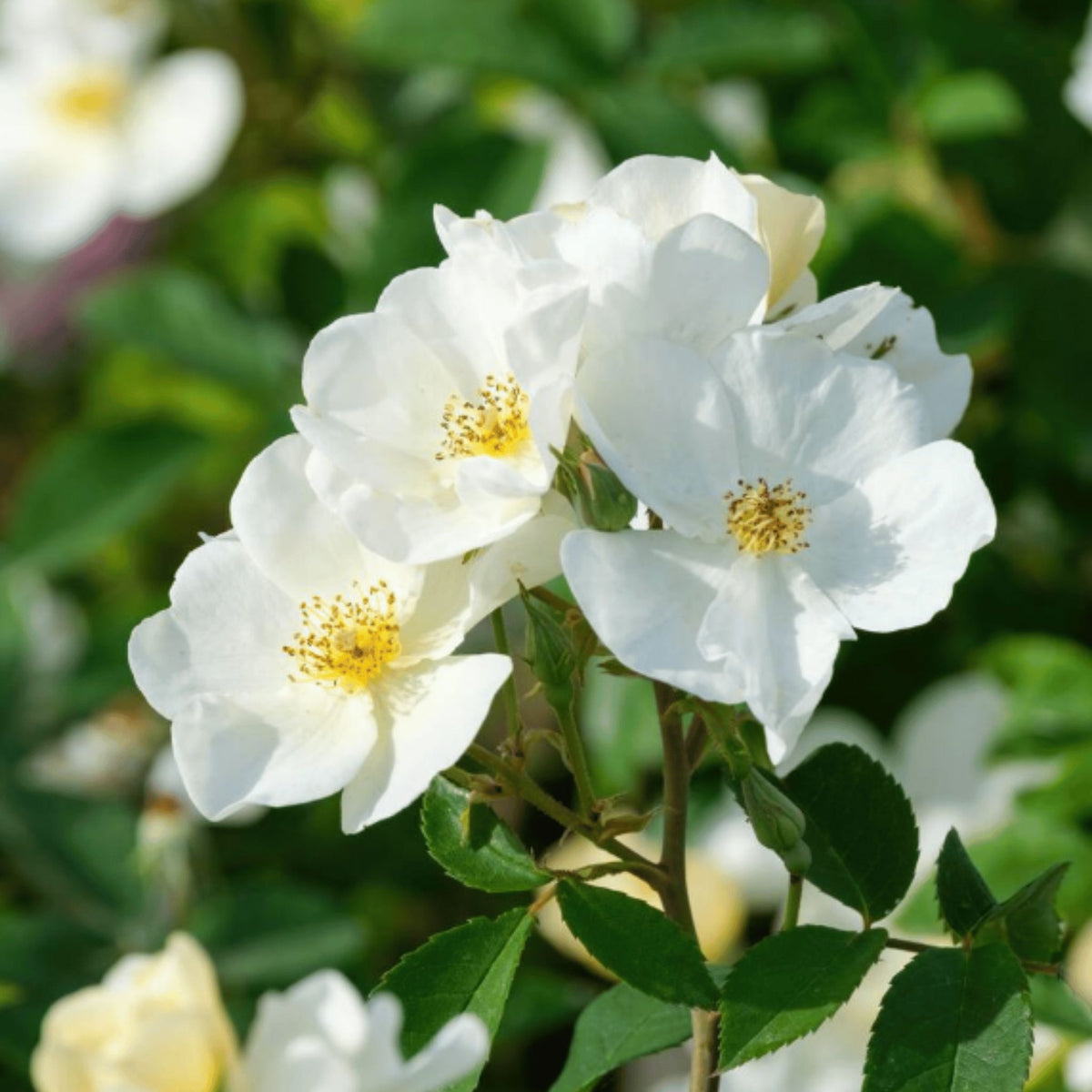 Rosa ‘Kew Gardens’ pot grown rose plant.