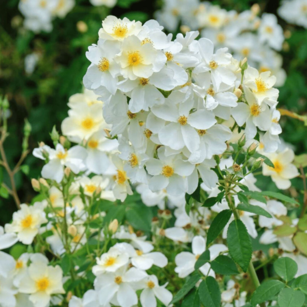 Rosa ‘Kew Gardens’ pot grown shrub rose.