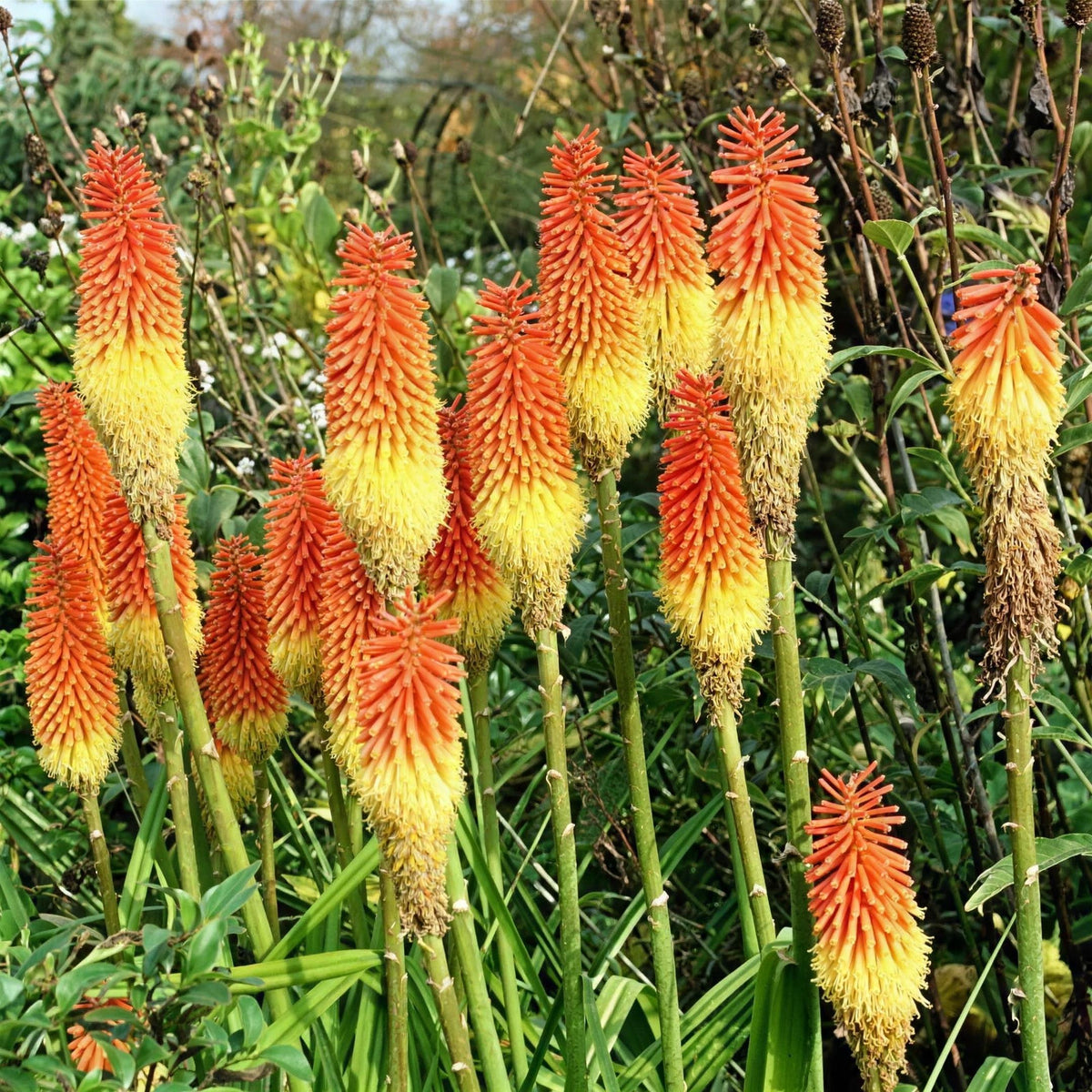Kniphofia 'Royal Castle' (Red Hot Poker) 2L pot grown perennial plant.