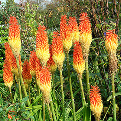 Kniphofia Royal Castle Hybrid Red Hot Poker
