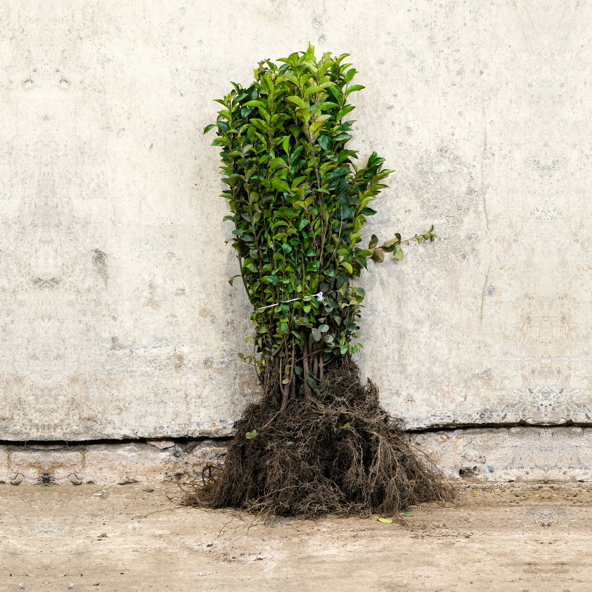 Ligustrum ovalifolium (Green Privet) 40/60cm bare root shrub.