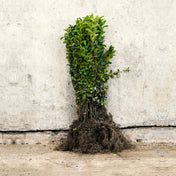 Ligustrum ovalifolium (Green Privet) 40/60cm bare root shrub.