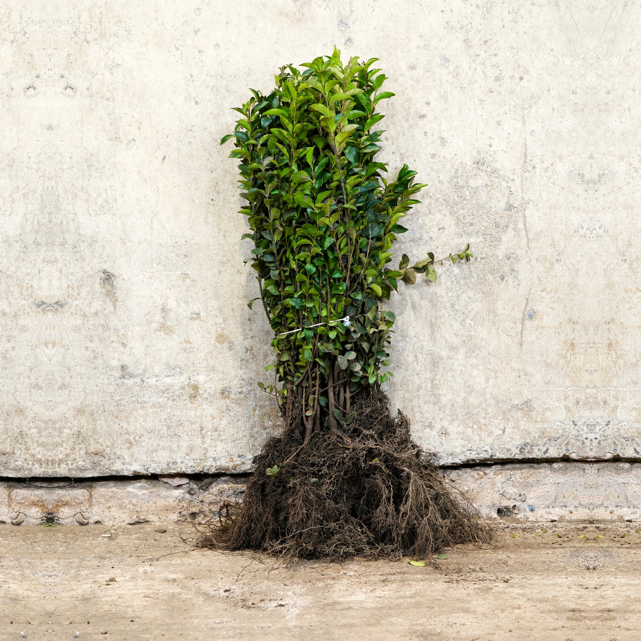 Ligustrum ovalifolium (Green Privet) 40/60cm bare root shrub.