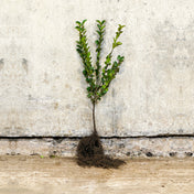 Green Privet 40-60cm bare root