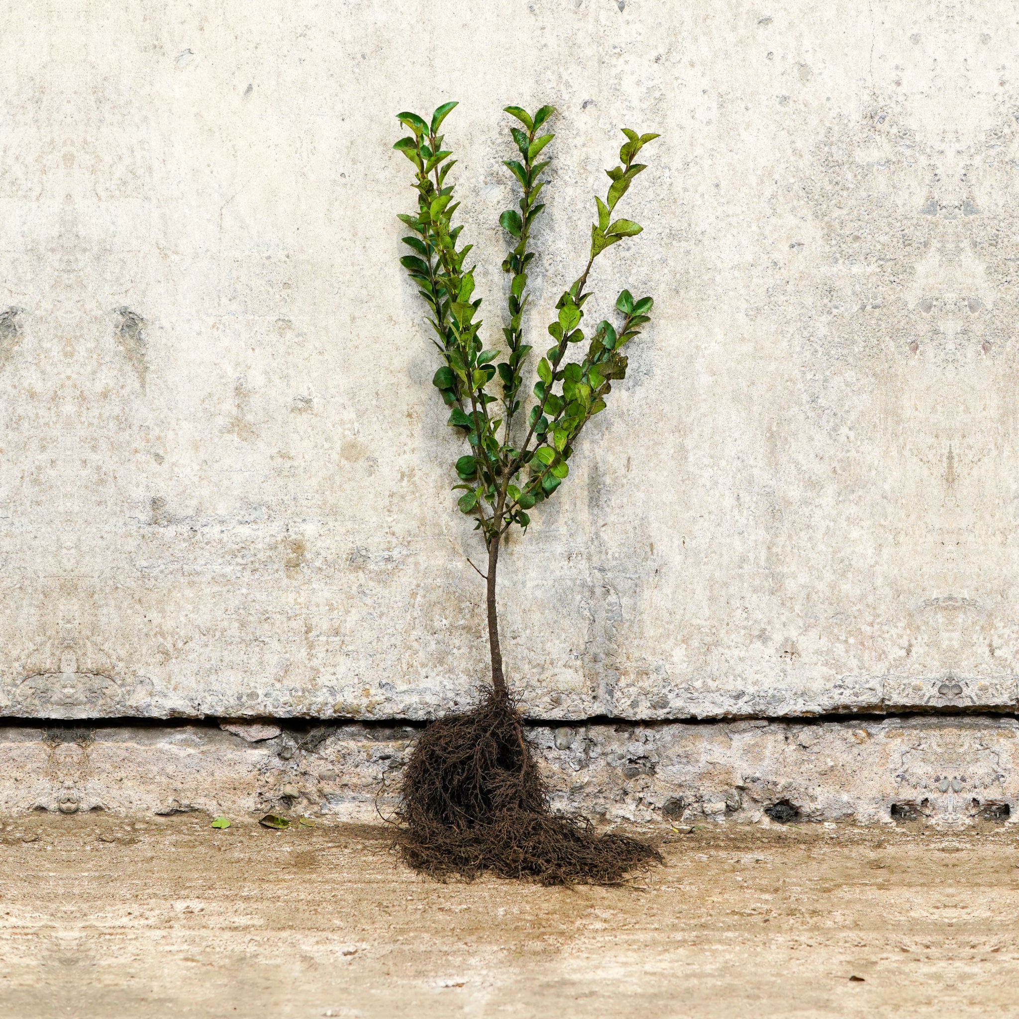 Green Privet 40-60cm bare root
