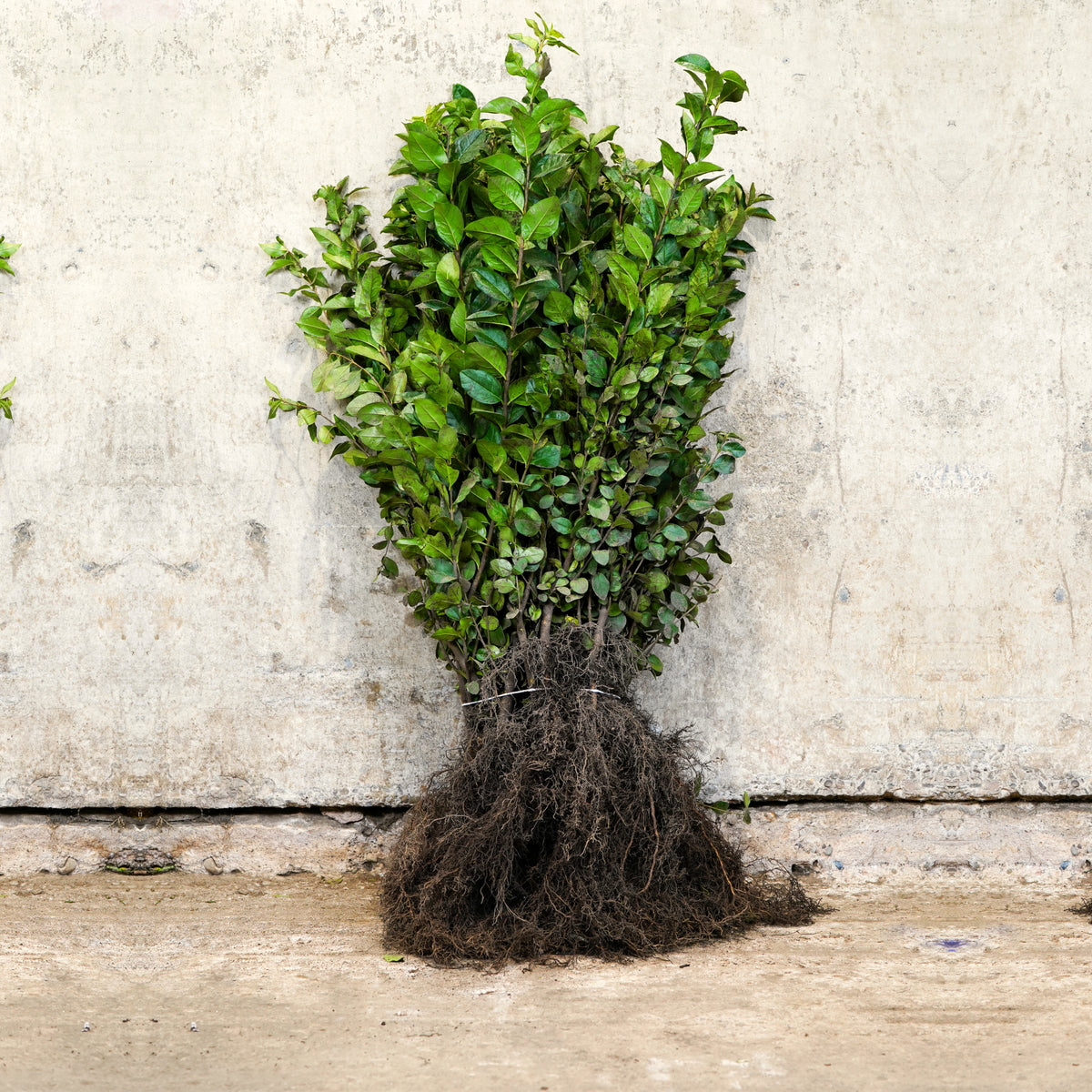 Green Privet 60-80cm bare root
