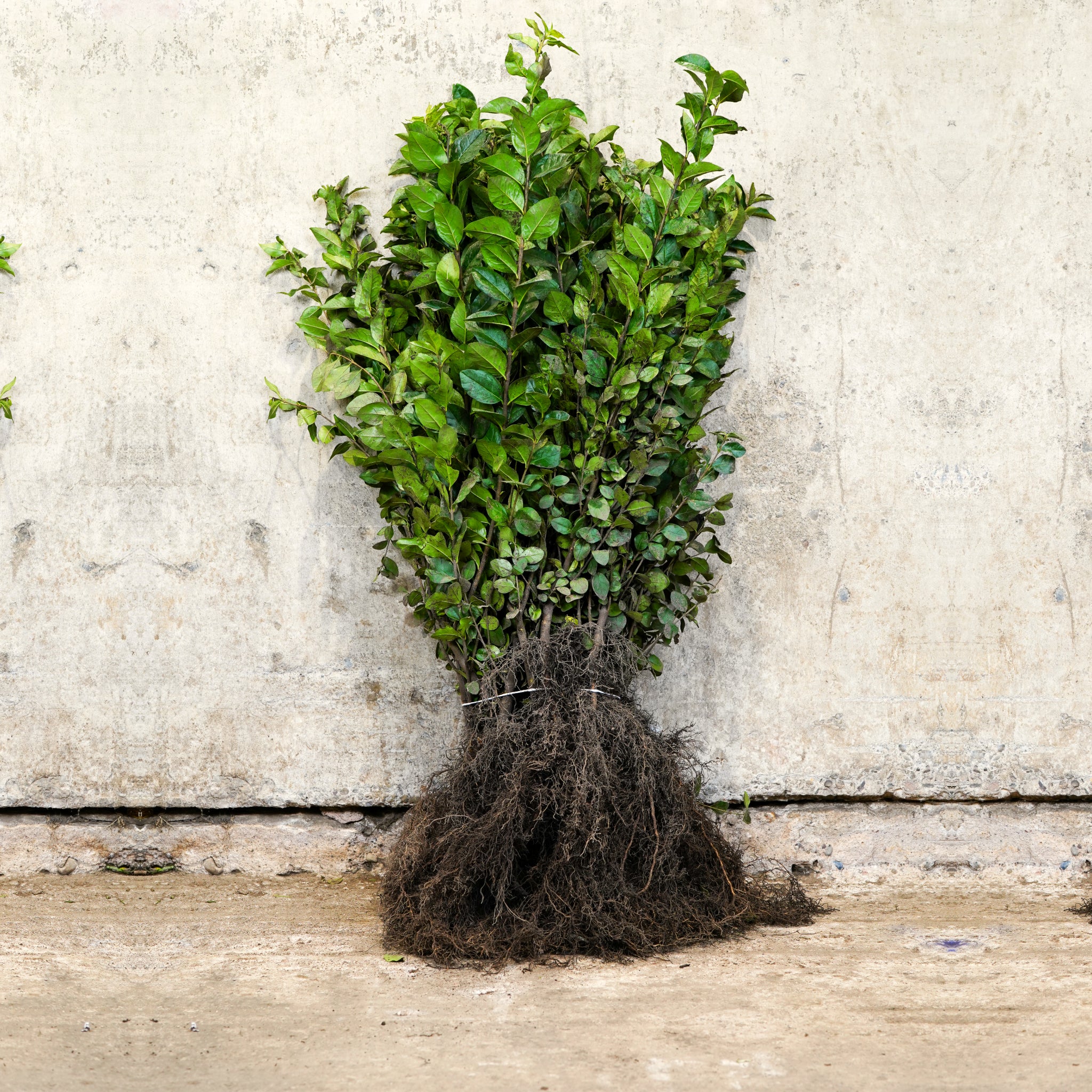 Green Privet 60-80cm bare root