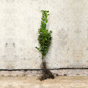 Green Privet 60-80cm bare root – photo 2
