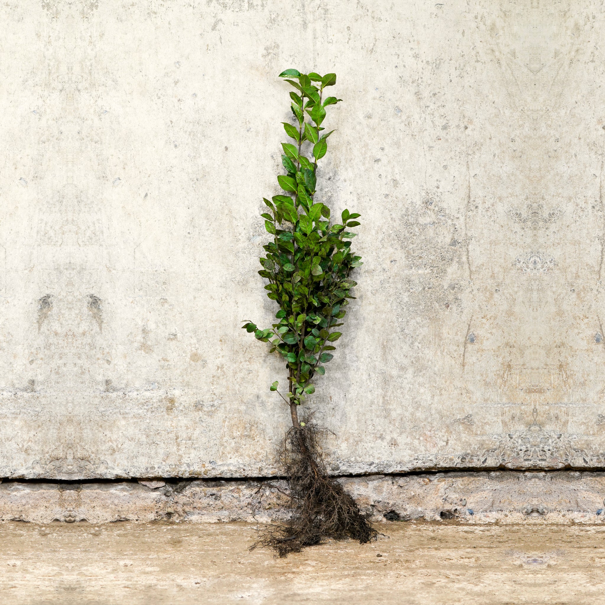 Green Privet 60-80cm bare root