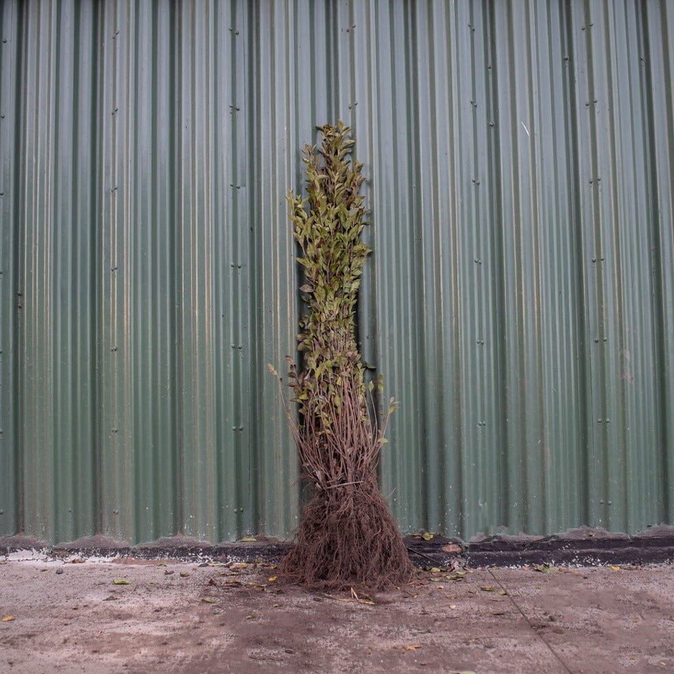 Ligustrum ovalifolium (Green Privet) 80/100cm bare root.