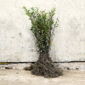 Wild Privet 40-60cm bare root hedge