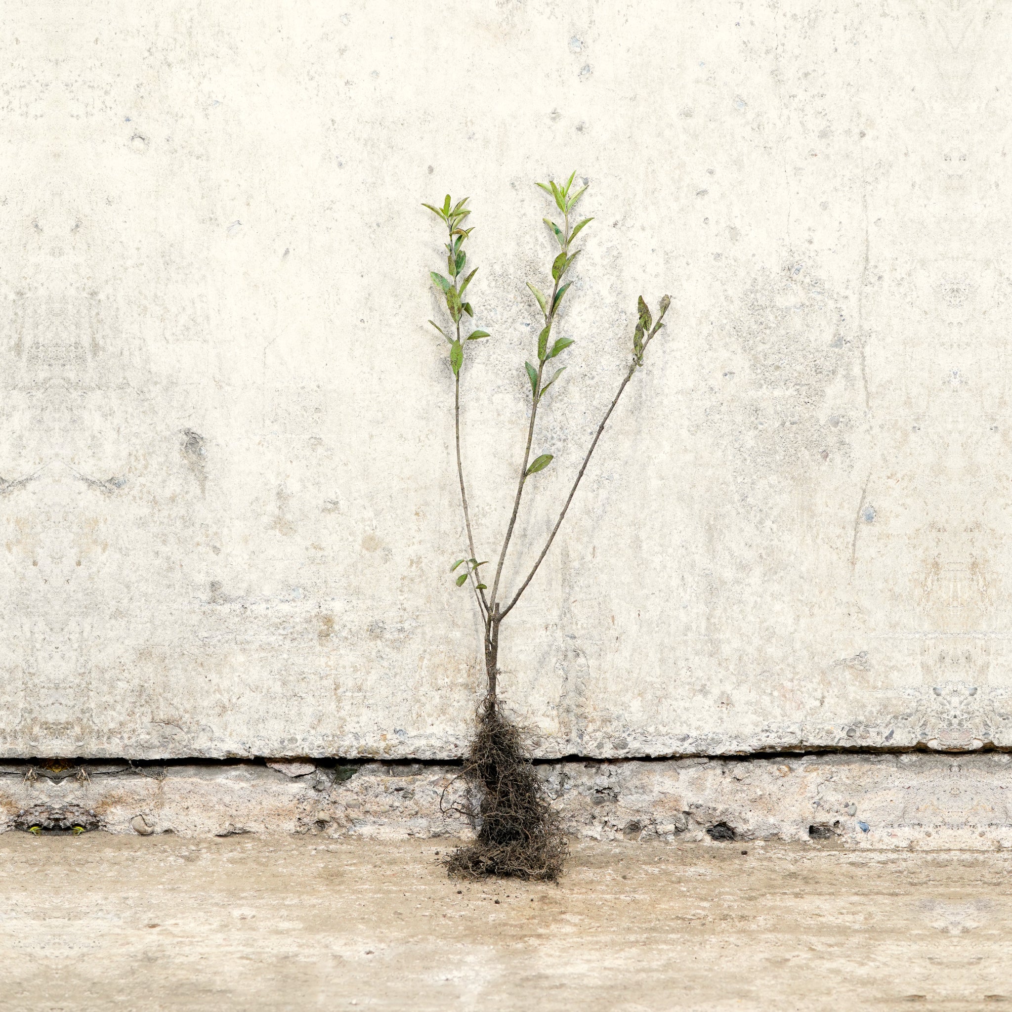 Wild Privet 40-60cm bare root hedge
