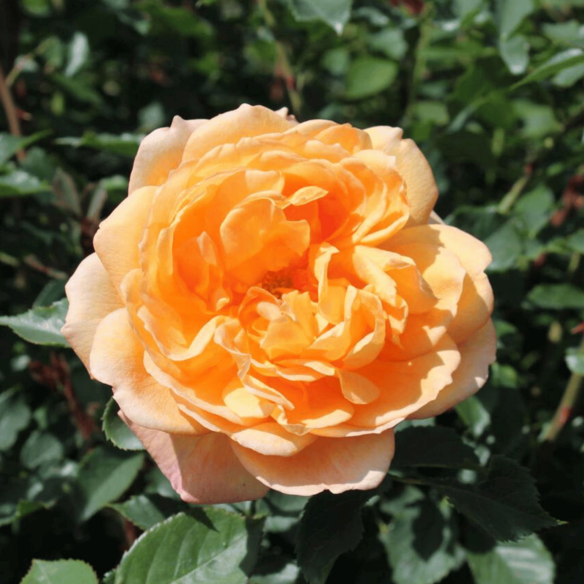 Rosa ‘Lady of Shalott’ pot grown rose.
