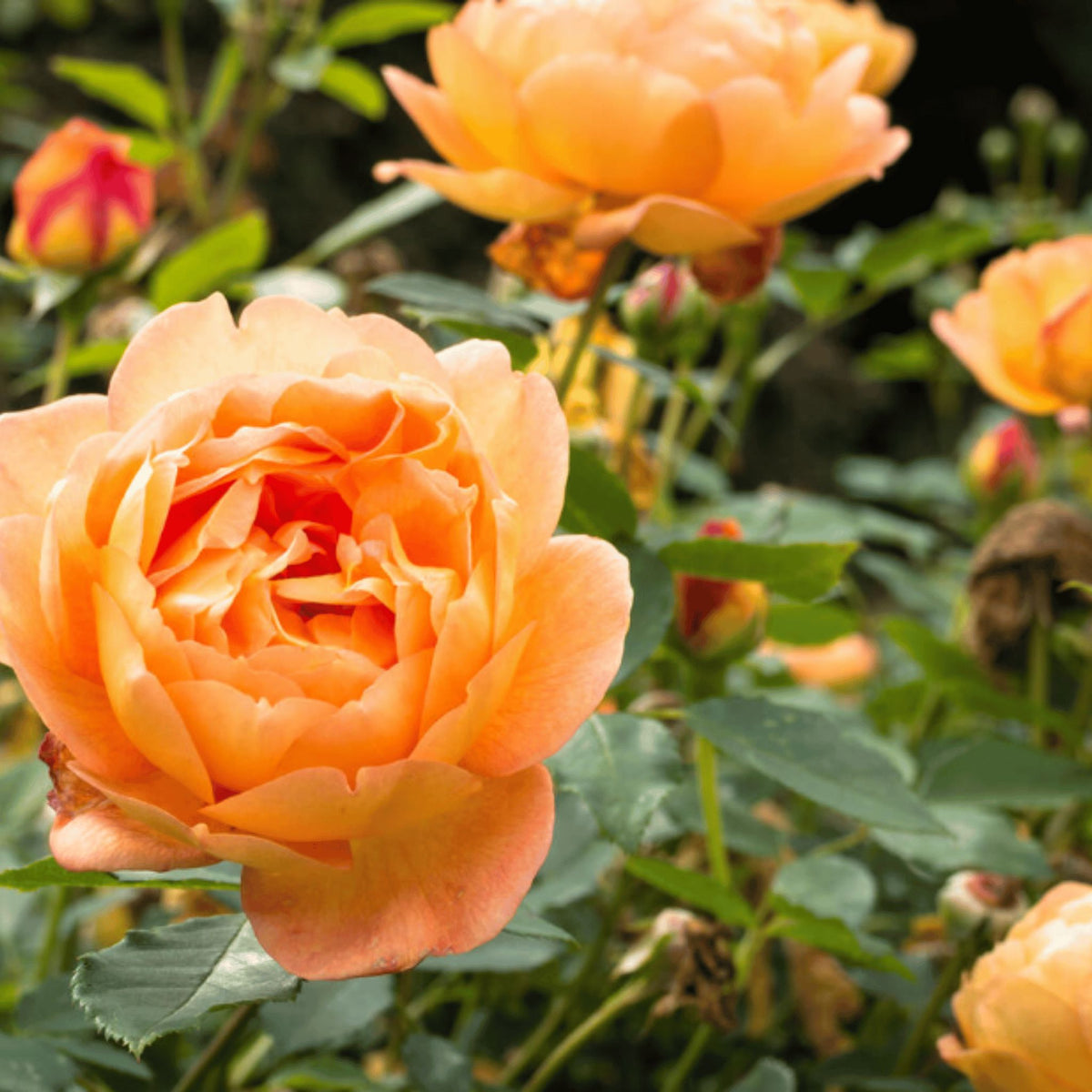 Rosa ‘Lady of Shalott’ pot grown shrub rose.