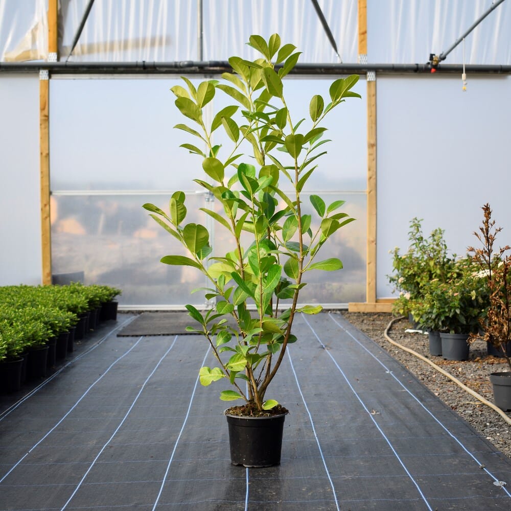 Prunus rotundifolia (common laurel) 90–120cm pot grown hedge plant.