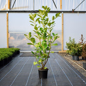 Prunus rotundifolia (common laurel) 90–120cm pot grown hedge plant.