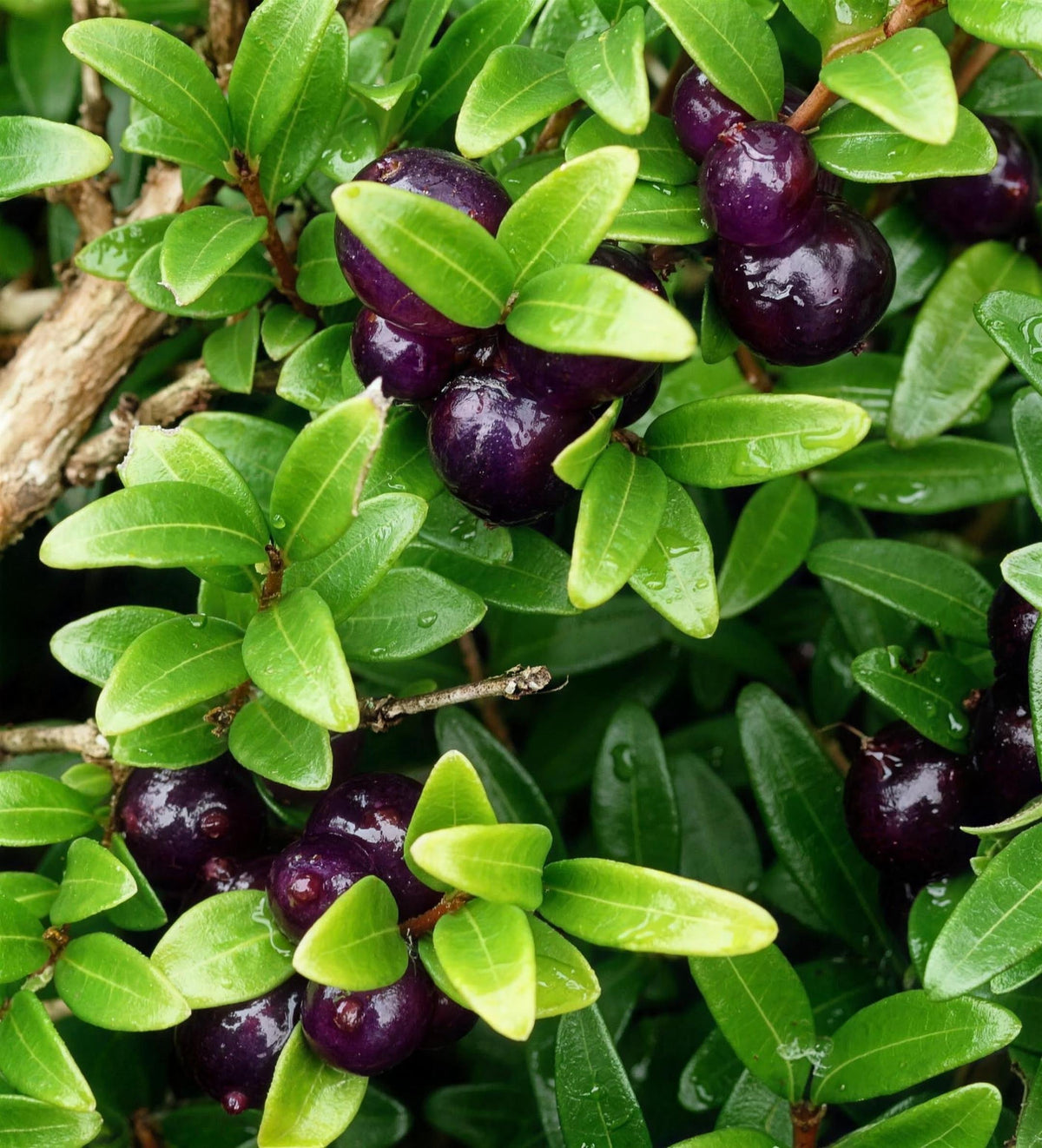 Lonicera pileata 2L pot evergreen shrub dense hedging year-round foliage.