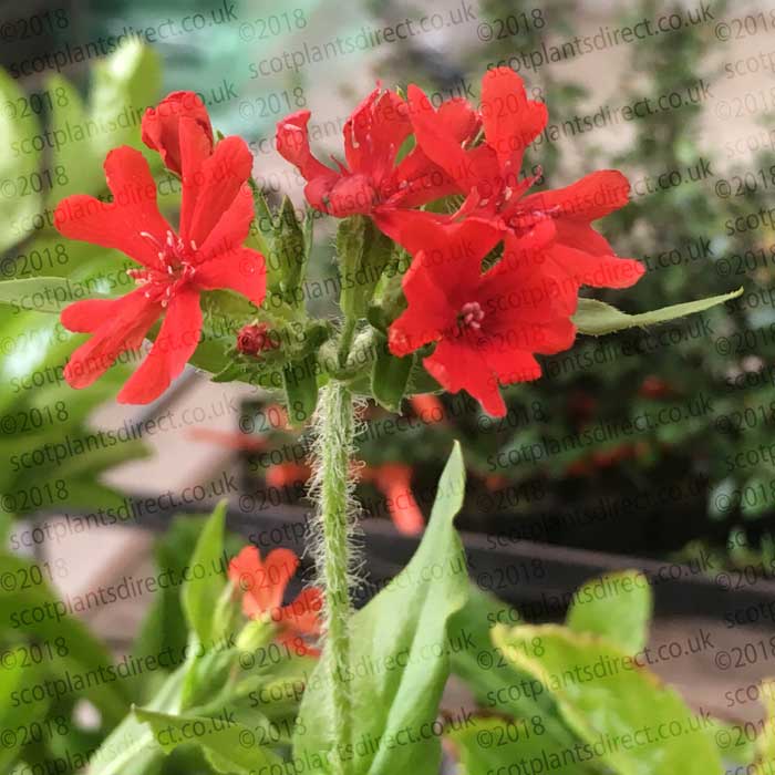 Lychnis chalcedonica (Maltese Cross) pot grown perennial plant.