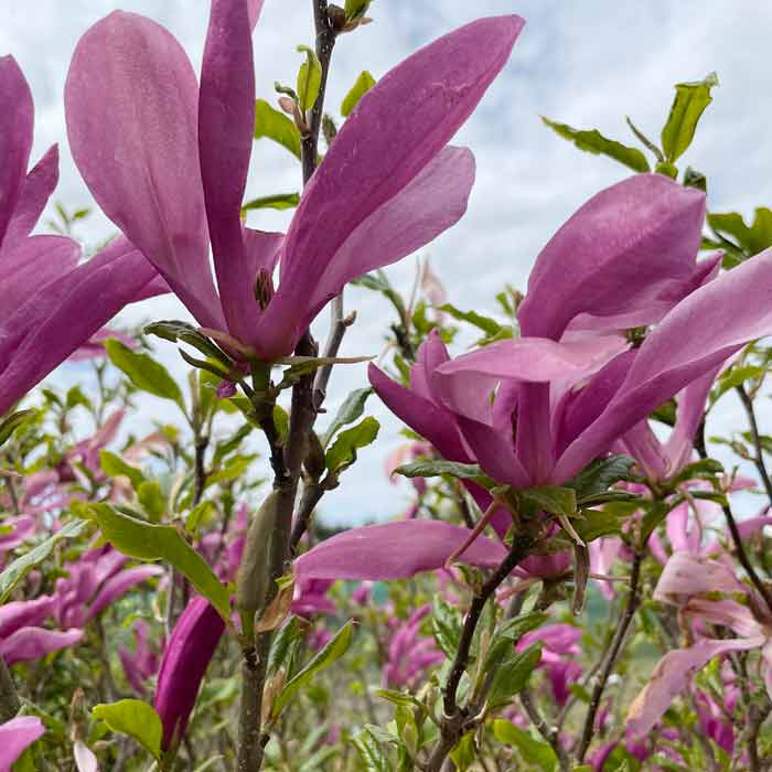 Magnolia 'Susan' 40-60cm compact shrub pot grown.
