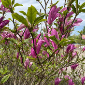 Magnolia 'Susan' (Magnolia) 40-60cm pot grown shrub.