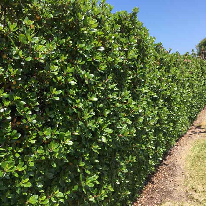 Escallonia rubra 'Macrantha' 40-60cm pot grown evergreen hedge.