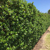 Escallonia rubra 'Macrantha' 40-60cm pot grown evergreen hedge.