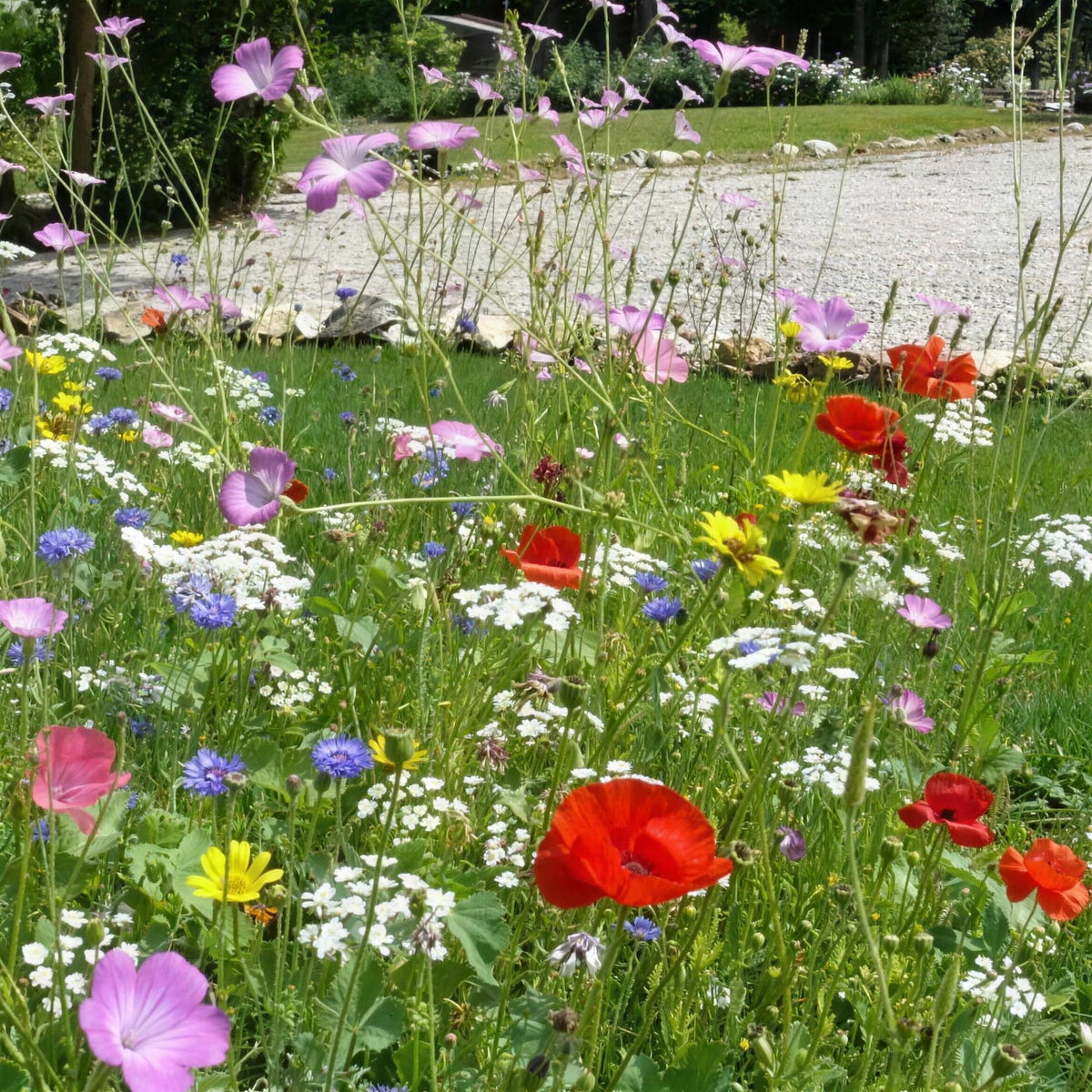 Mini Meadow Native Wild Flowers with Rootgrow 500ML accessory meadow planting and pollinator support.