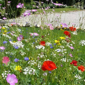 Mini Meadow Native Wild Flowers with Rootgrow 500ML accessory meadow planting and pollinator support.