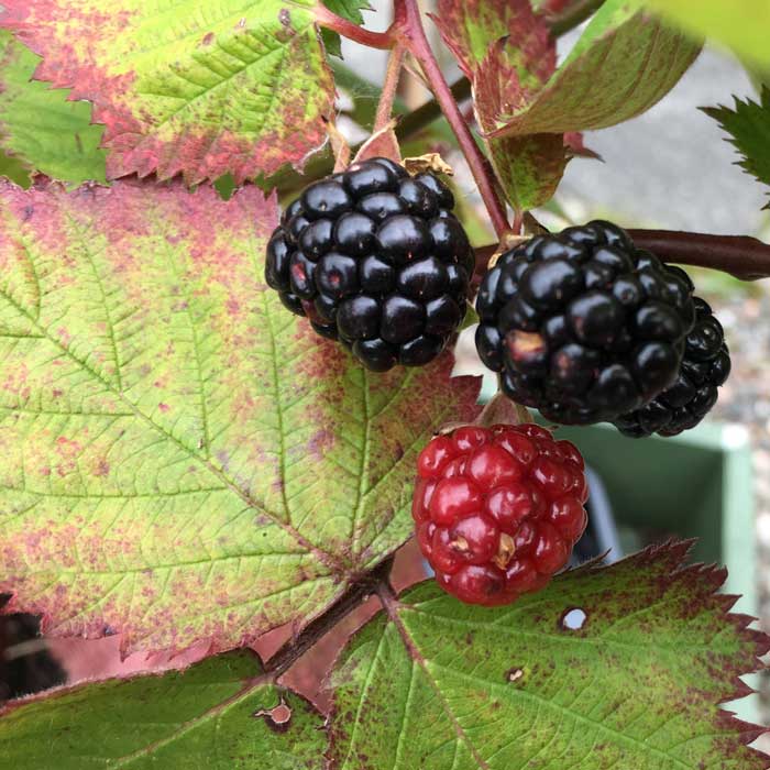 Rubus fruticosus 'Merton Thornless' blackberry 40-60cm pot grown plant.