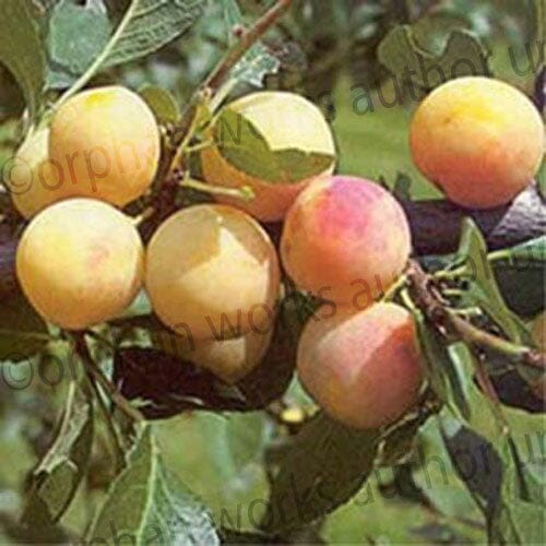 Prunus domestica 'Mirabelle de Nancy' pot grown dessert plum tree self-fertile.