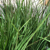 Molinia caerulea 'Purple Fontane' pot grown ornamental grass. – photo 2