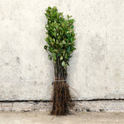 Crab Apple 40-60cm bare root