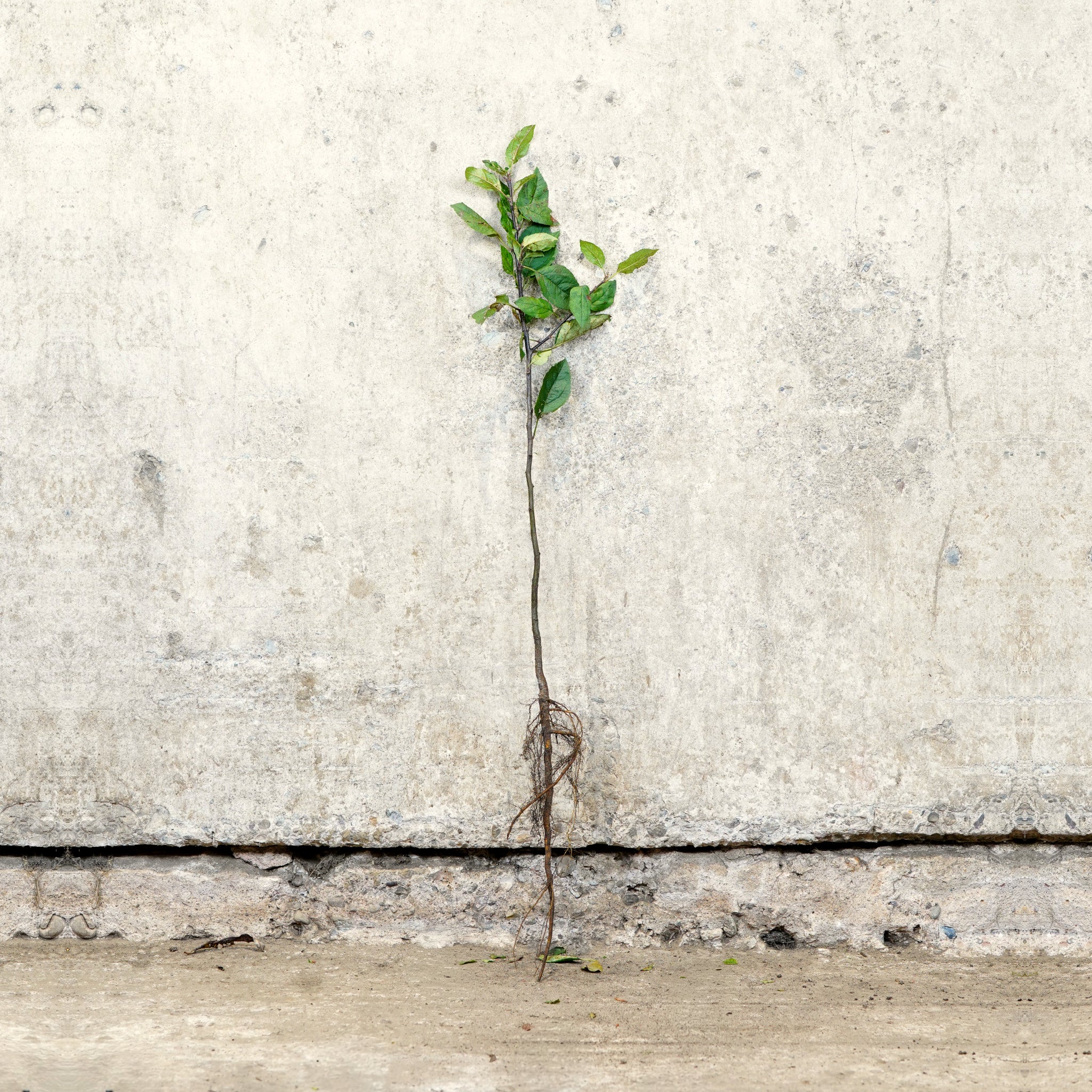 Crab Apple 40-60cm bare root