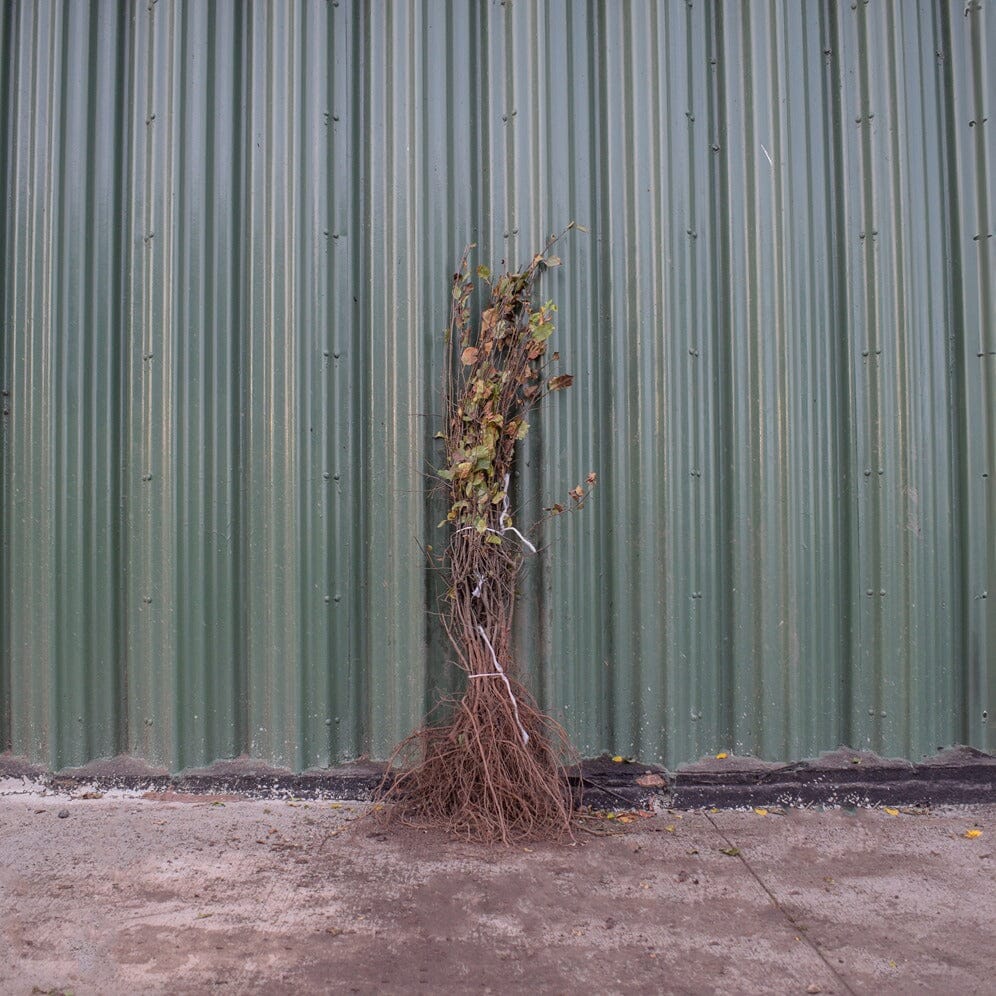 Malus sylvestris (Crab Apple) 60/80cm bare root plant.