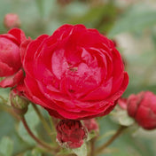Rosa ‘Morsdag’ pot grown patio rose.