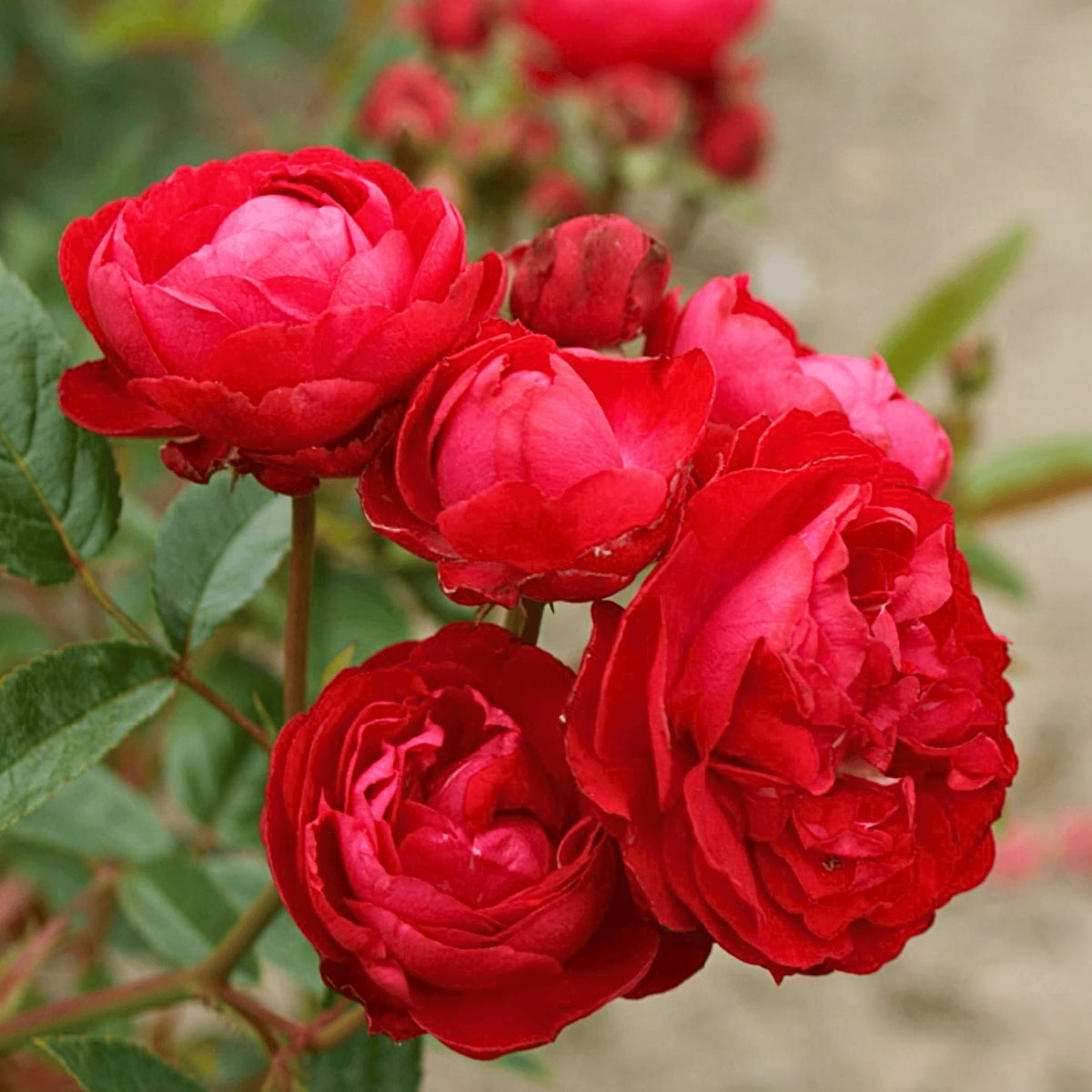 Rosa ‘Morsdag’ (miniature rose) 9cm pot grown plant.