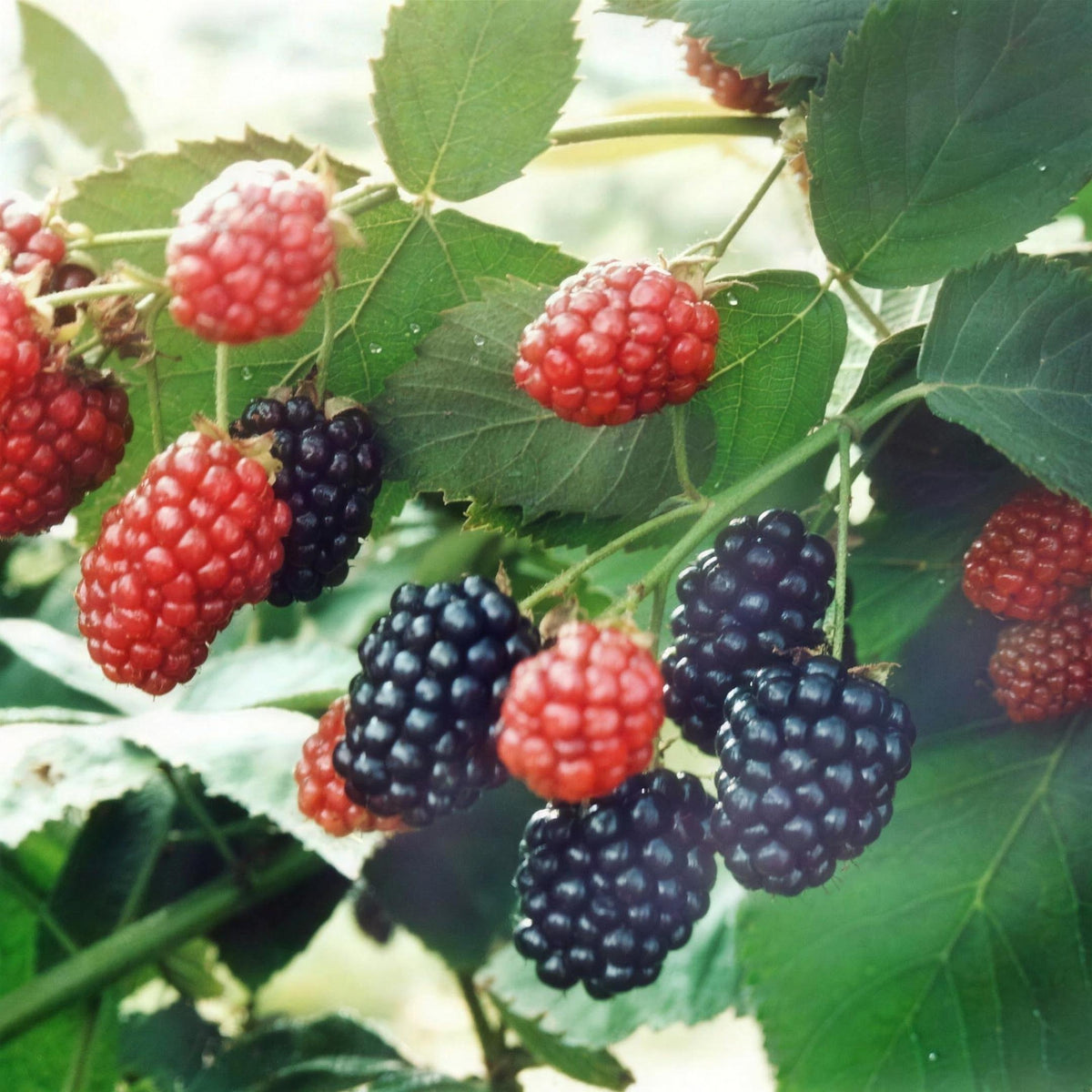 Morus nigra (Black Mulberry) pot grown bush self-fertile fruiting plant.