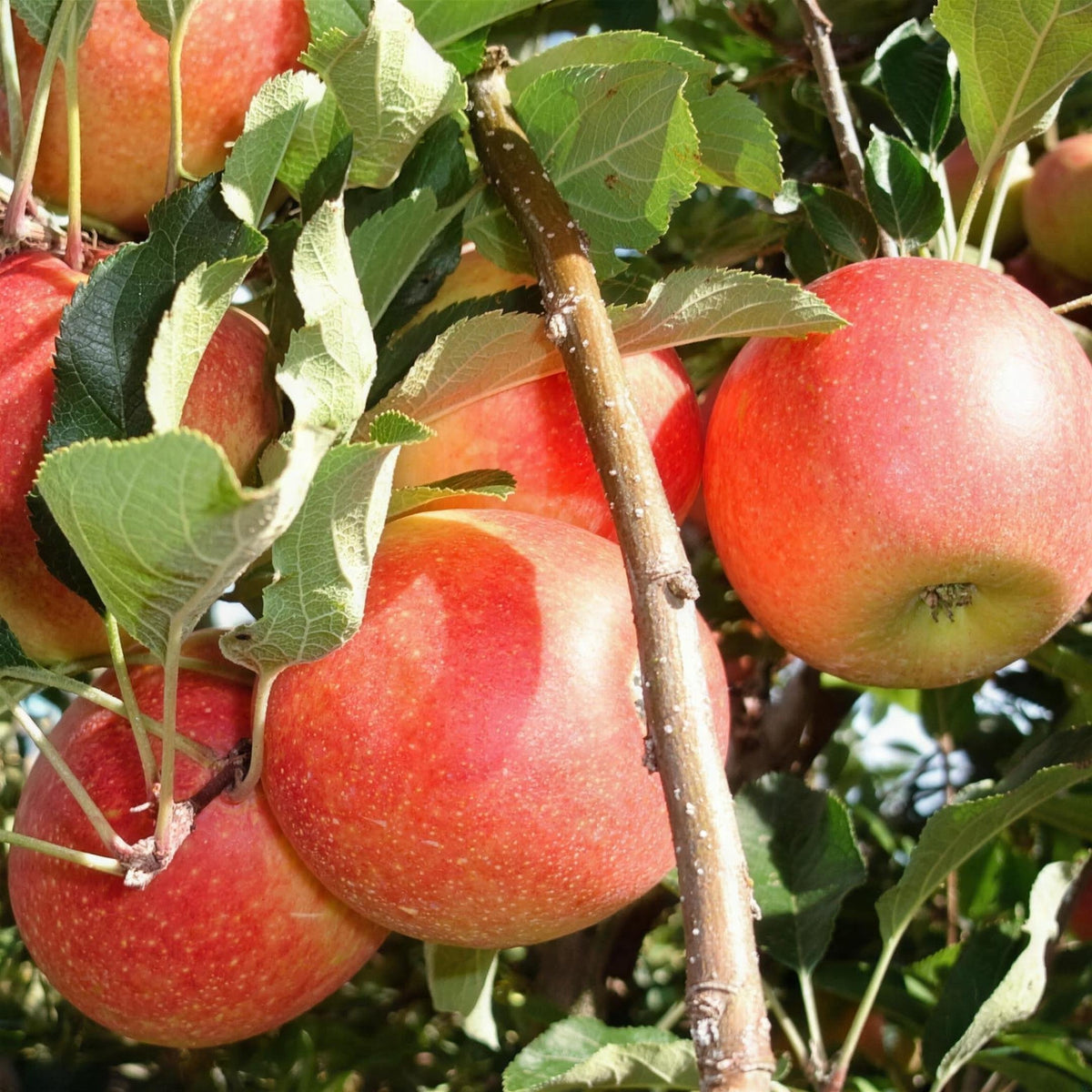 Malus domestica 'Gala Dessert' bare root apple tree.