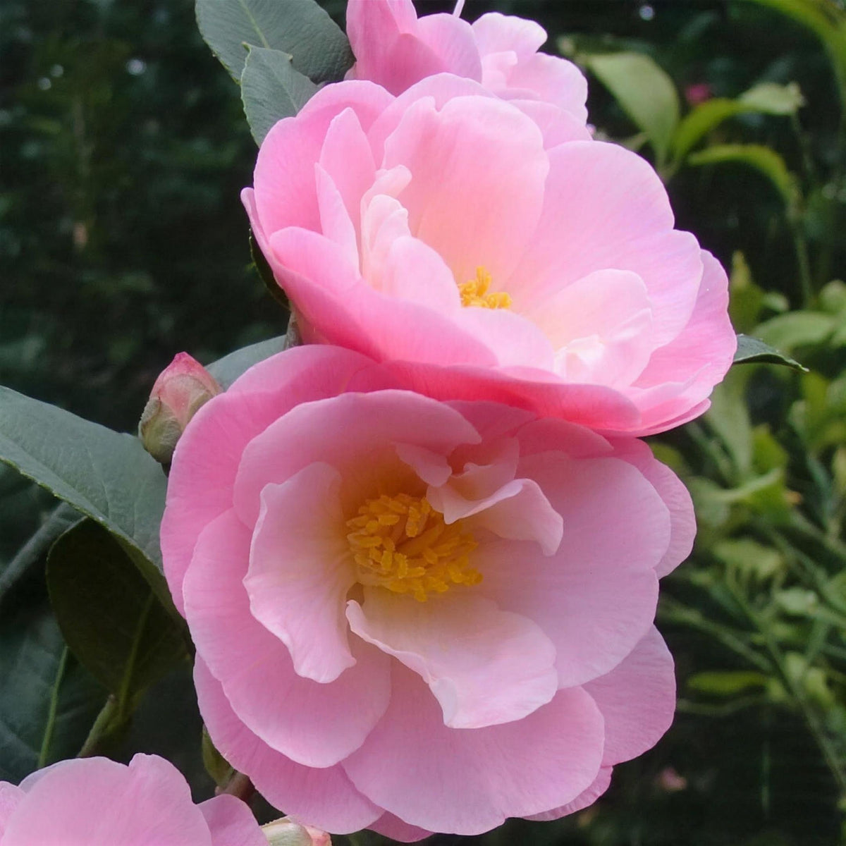 Camellia japonica 'Nicky Crisp' 3L pot evergreen shrub semi-double pink flowers.