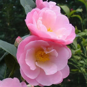 Camellia japonica 'Nicky Crisp' 3L pot evergreen shrub semi-double pink flowers.