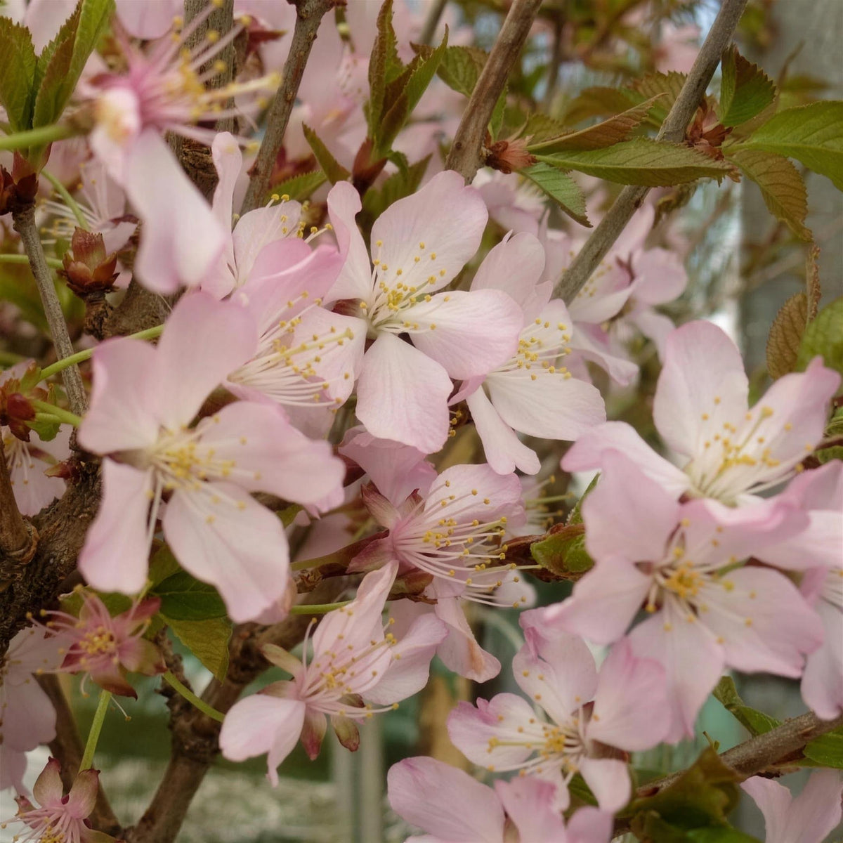 Prunus nipponica 'Ruby Dwarf' pot grown flowering cherry small tree.