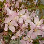 Prunus nipponica 'Ruby Dwarf' pot grown flowering cherry small tree.