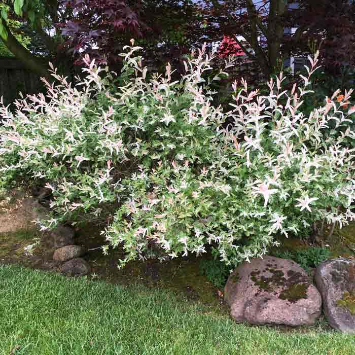 Salix integra 'Hakuro-Nishiki' (Dappled Willow) pot grown shrub.