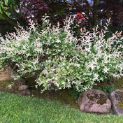Salix integra 'Hakuro-Nishiki' (Dappled Willow) pot grown shrub.