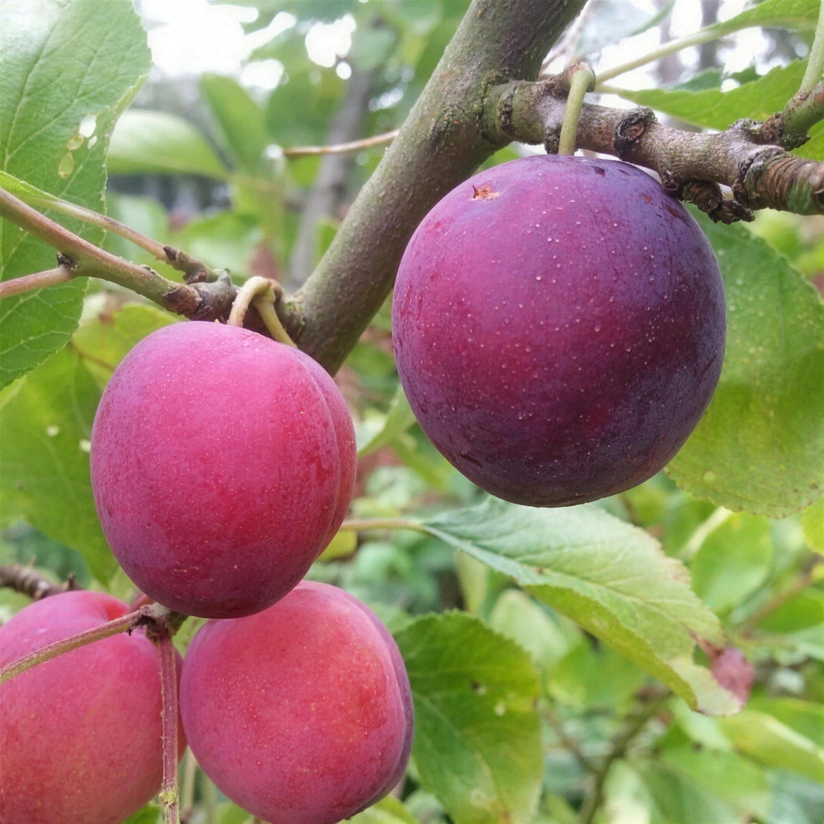 Prunus domestica 'Opal' (Opal plum) 100-125cm pot grown self-fertile fruit tree.